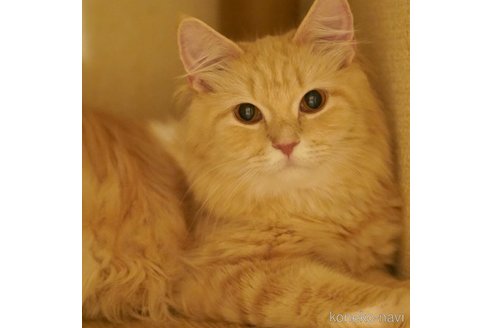 ちまきちゃん1枚目